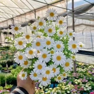 300 เมล็ด เมล็ดพันธุ์ คาโมมายล์ เยอรมัน Chamomile Seed เมล็ดพันธุ์แท้ นำเข้าจากต่างประเทศ ถูกดี