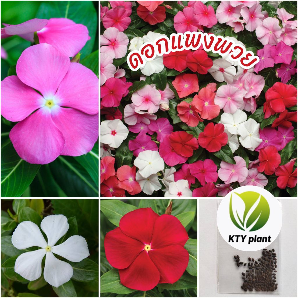 เมล็ดดอกแพงพวย 50 เมล็ด ดอกแพงพวยคละสี
