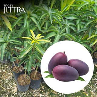 จิตตรา ต้นพันธุ์มะม่วงน้ำดอกไม้สีม่วง (จินซิง) เสียบยอดสูง 6…