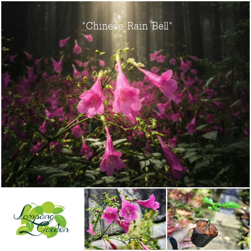 👑ต้น กระดิ่งม่วง Chinese Rain Bell กระถาง 4 นิ้ว ไม้ดอก ไม้กระถาง ไม้ใบ ไม้จัดสวน ไม้แต่งสวน👑