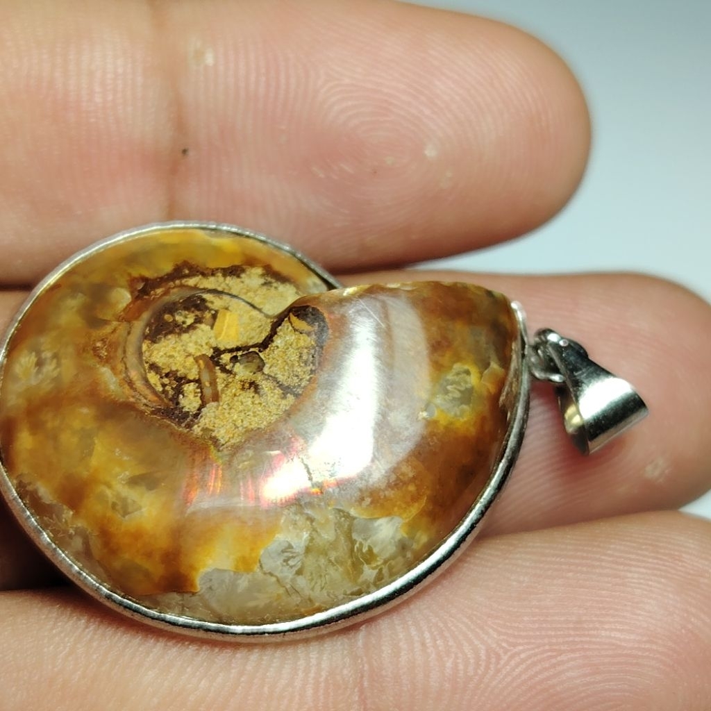 43.3ct.​ฟอสซิลหอย​ แอมโมไนต์ ลายรุ้งชัดเจน​ Ammonite fossil