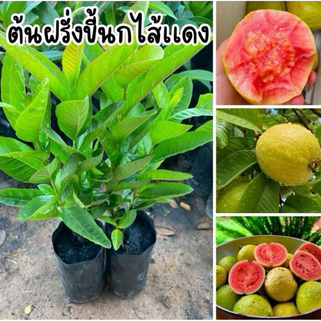 ต้นฝรั่งขี้นกไส้เเดง ชุด4ต้น80บาท เพาะเมล็ด พืชผล หวานกรอบอร่อย