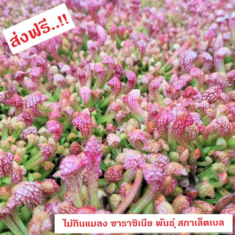 ต้นซาราซิเนีย พันธุ์ สกาเล็ตเบล (Sarracenia x Scaret belle) (ส่งทั้งกระถาง 3 - 8 นิ้ว) ไม้กินแมลง ใบกระเปราะสวย ชอบแดด