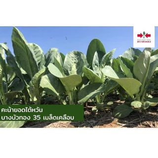 ใหม่ ❗️คะน้า บางบัวทอง 500กรัม ศรแดง