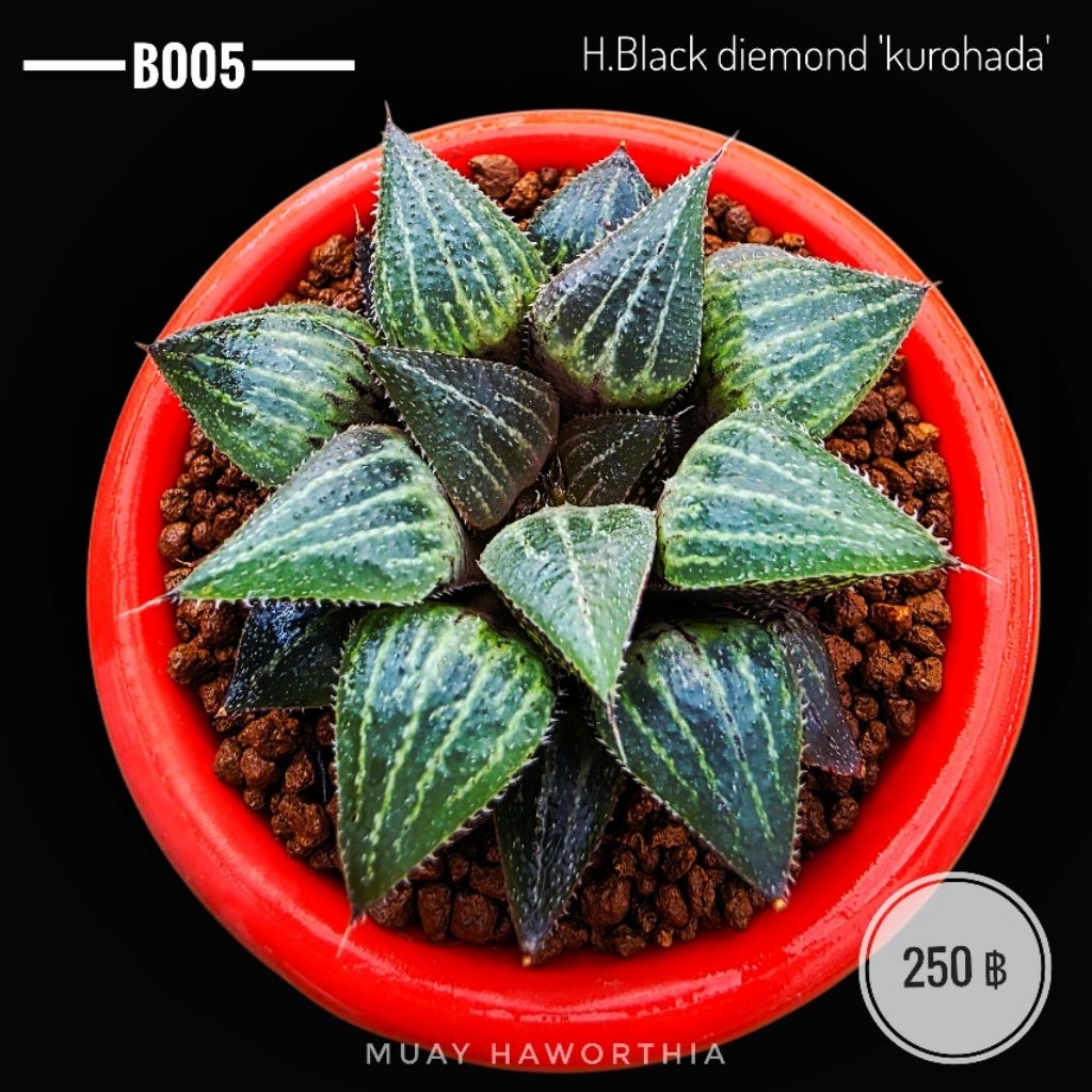 H.Black diemond 'kurohada' (B005)