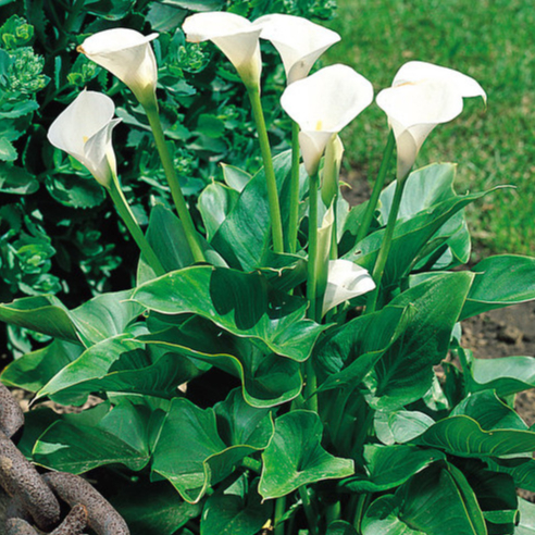 1 เหง้า ดอกคาล่าลิลลี่ คาลล่าลิลลี่ Calla Lilies เป็นตัวแทนแห่งความสง่างาม สายพันธุ์ Zantedeschia Aethiopica