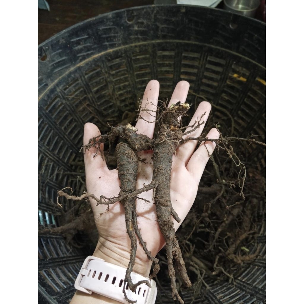 โสมไทย1กิโลกรัม ปลอดสารพิษ100% ขุดสดใหม่ทุกวันต้องนำไปล้างเองนะคะ - รูปที่ 7