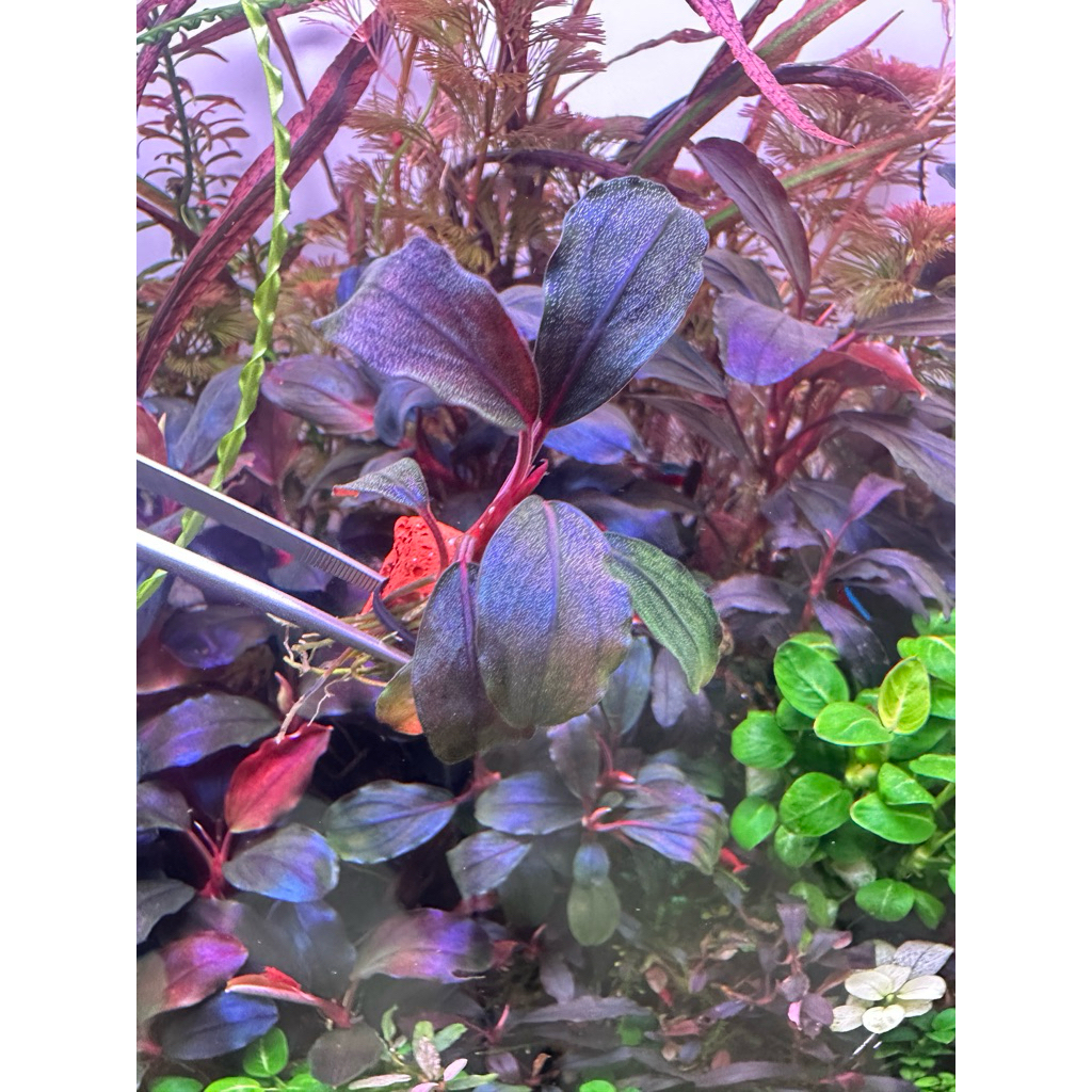 Bucephalandra sp. สีสวย ทักข้อความขอรูปปัจุบันได้ครับ(ตัดจากตู้ไม่แน่ใจจากต้นไหน)ตีเป็นว่าไม่มีชื่