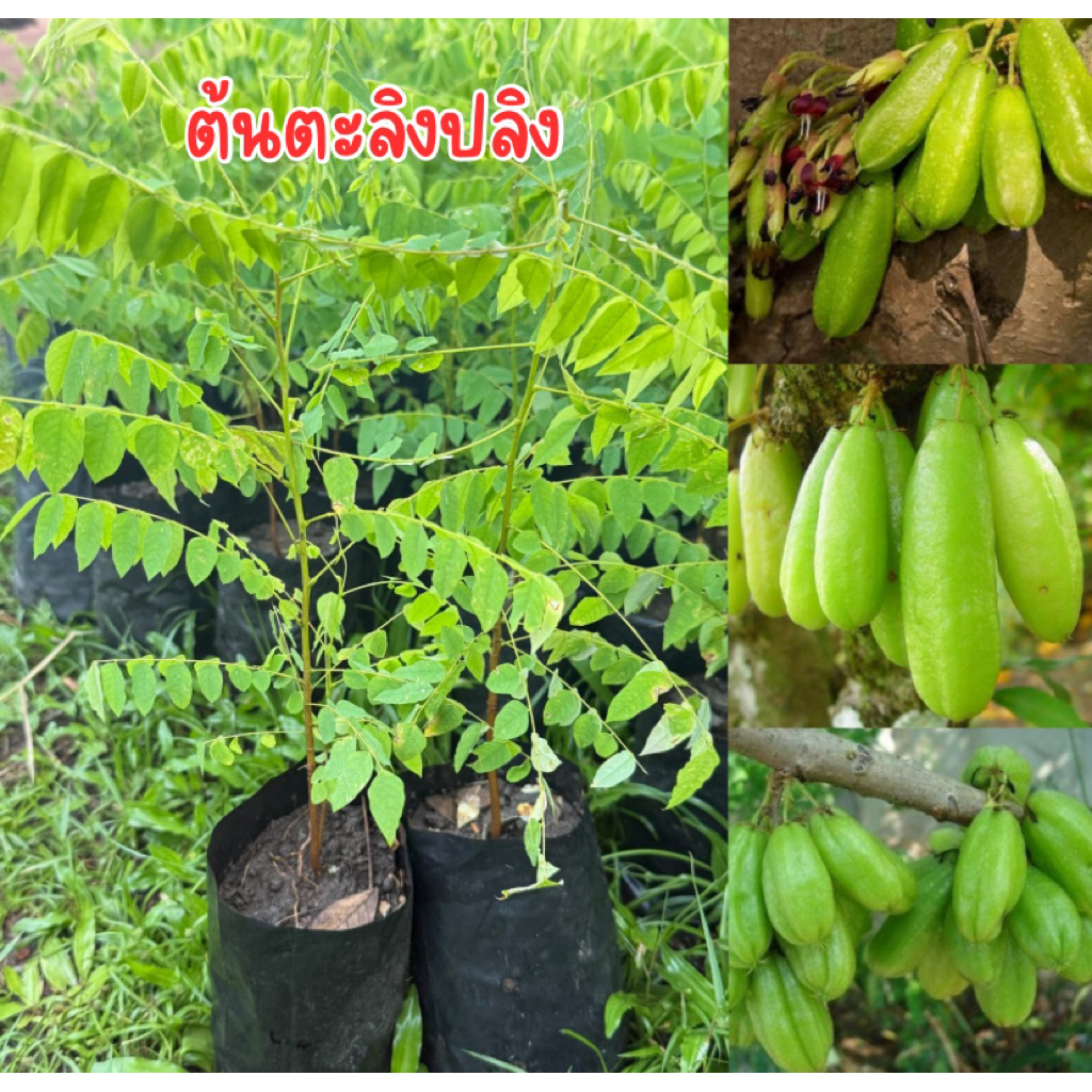 ต้นตะลิงปลิง ถุงเล็ก สูง20เซน  พร้อมส่ง พร้อมปลูกครับ พืชผล