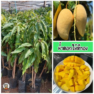 ต้นมะม่วงน้ำดอกไม้สีทอง เนื้อกรอบ รสเปรี้ยวอมหวาน เนื้อแน่น …