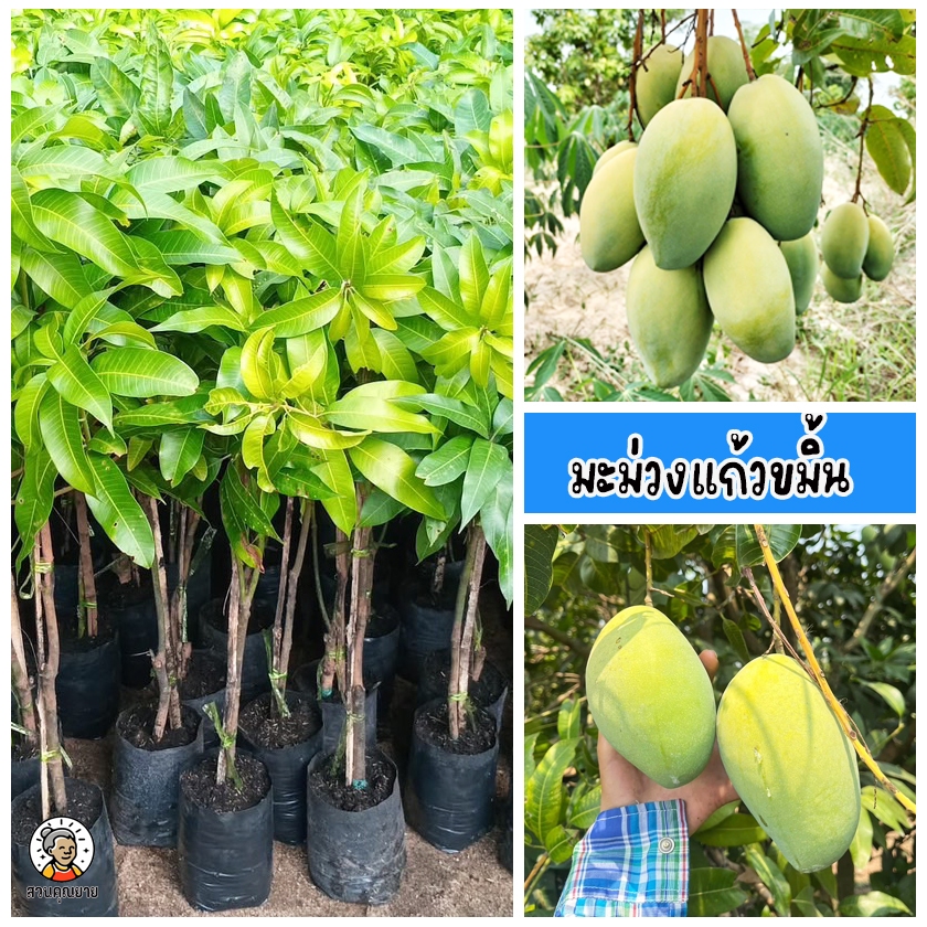ต้นมะม่วงแก้วขมิ้น โตเร็ว แตกยอดดี ทนแล้งได้ดี เหมาะกับอากาศร้อนของไทย ขนาด 60-80 ซม.