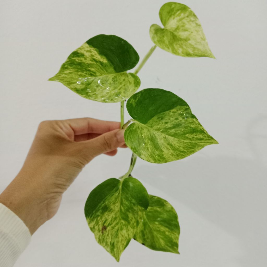 พลูด่างราชินีหินอ่อน Marble Queen พลูด่าง พลูหินอ่อน 2  กิ่ง