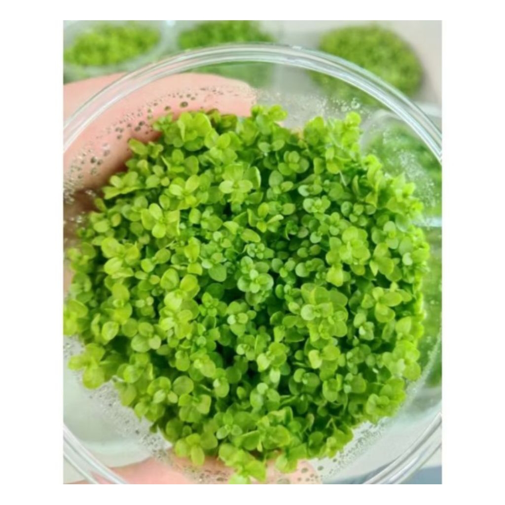 พร้อมส่ง หวีด3ใบ (ไม้เนื้อเยื่อไม้น้ำเลี้ยงง่ายโตใว)