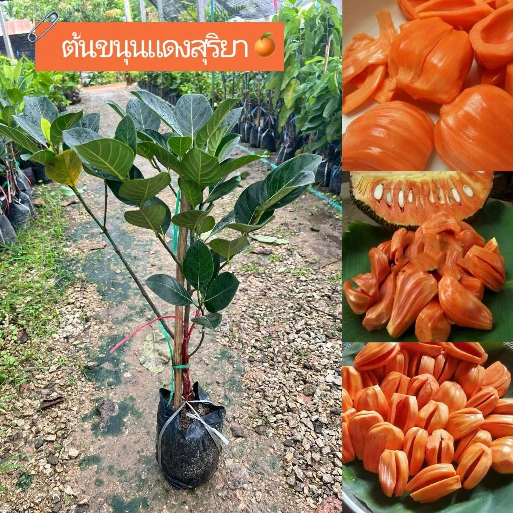 ต้นขนุนแดงสุริยาทาบกิ่ง1ต้น129.พร้อมส่งครับ