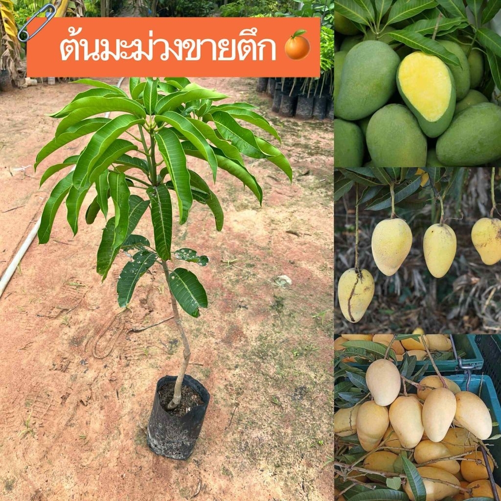 ต้นมะม่วงขายตึก ต้นสวยพร้อมปลูกพร้อมส่งเลยครับ