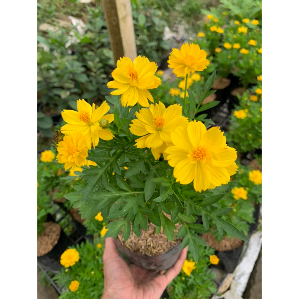 ต้นดาวกระจาย ต้นไม้จัดสวน ดอกสีสดใส มีให้เลือก 2 สี สีแดง/เหลือง ต้นไม้สวยงาม ไม้ดอกไม้ประดับ ไม้ฟอกอากาศ