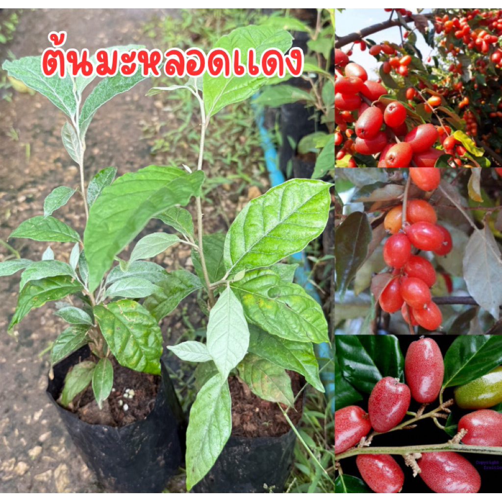 ต้นมะหลอดเเดง ถุงเล็ก ต้นสูง20-30เซน ต้นพร้อมปลูก