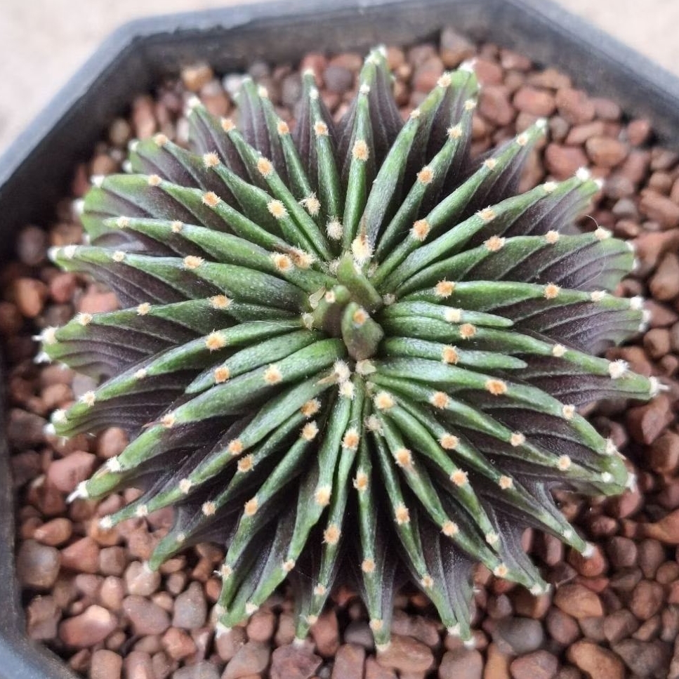 LB2178 คริสตาต้า ตัวแท้ อนาคตดี เกรดประกวด หายาก