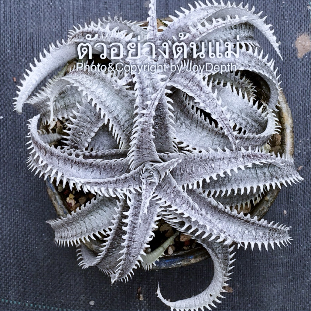 Dyckia Skywalker x ML var.Bill/ดิ๊กเกีย ขายกระถางละ 550 บาท