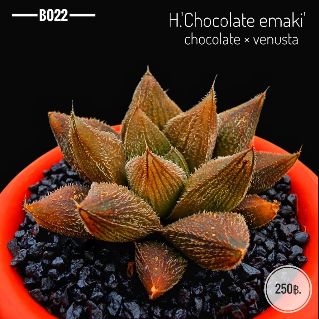 H.'Chocolate emaki'  B022