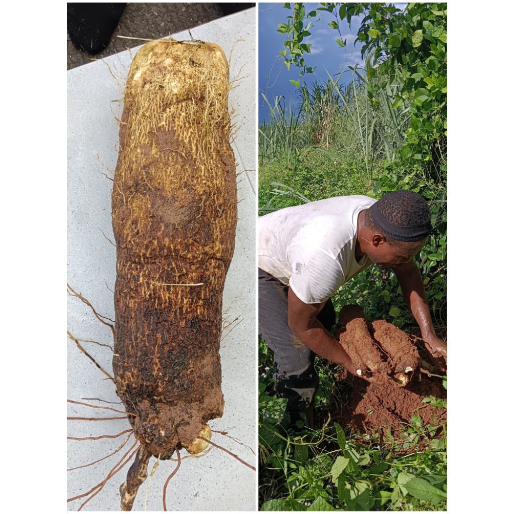 #African Yam #Yam #Fresh African Yam