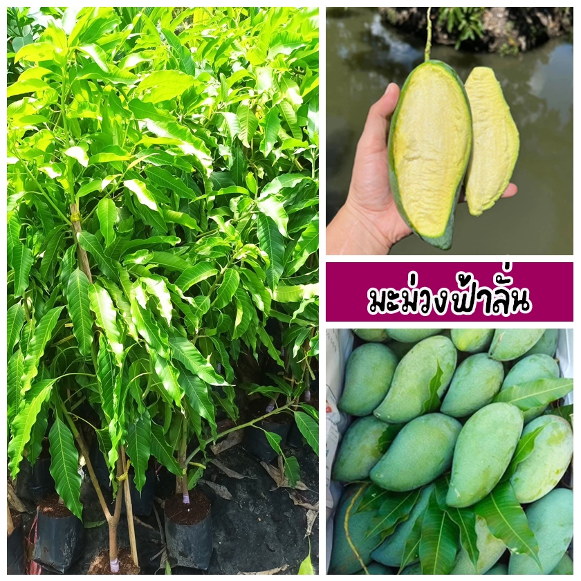ต้นมะม่วงฟ้าลั่น สีเขียวอ่อน เปลือกบาง เนื้อแน่นกรอบมาก ขนาด 60-80 ซม.