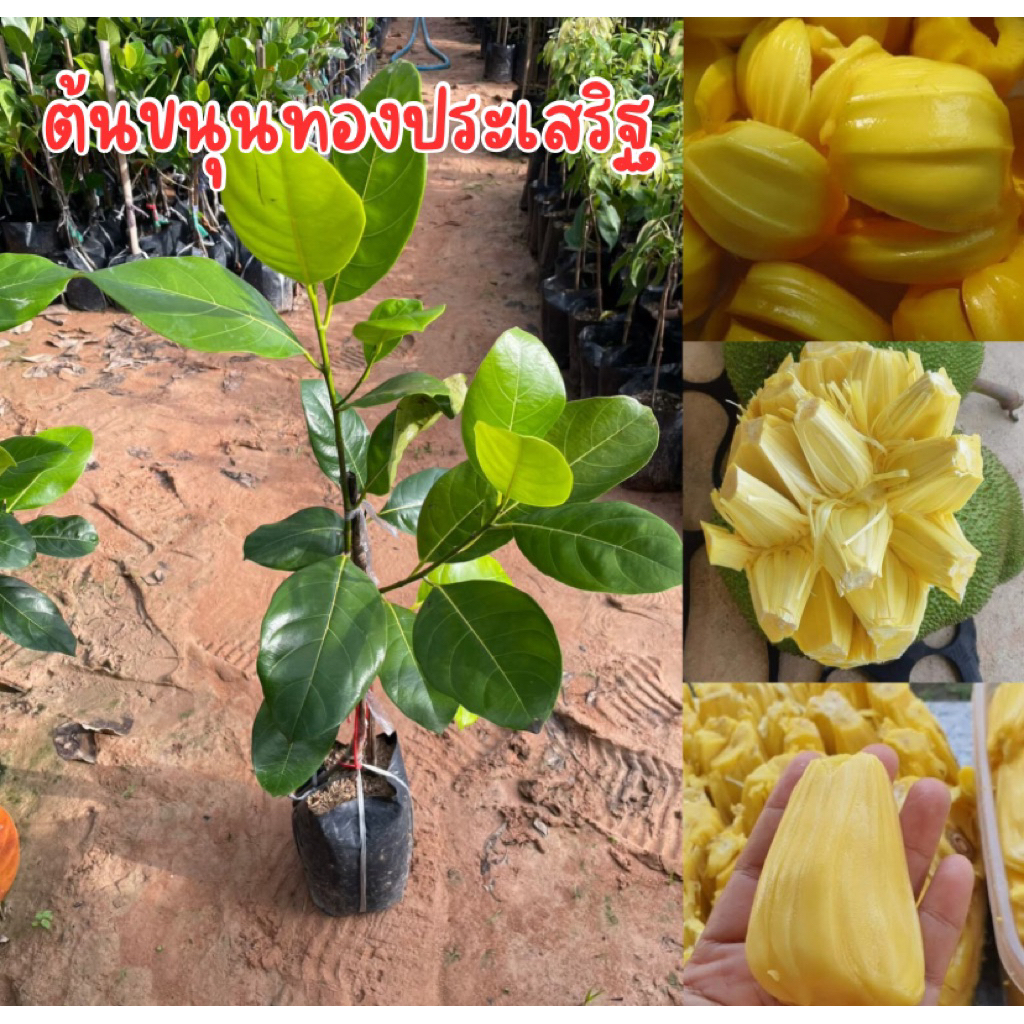 ต้นขนุนทองประเสริฐ ทาบกิ่ง พร้อมส่ง พร้อมปลูก สูง50เซน