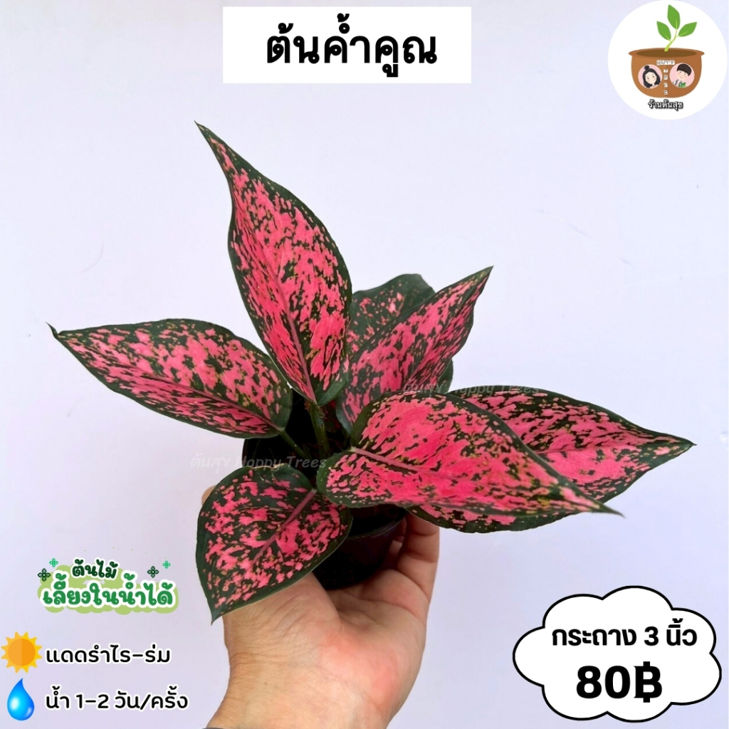 ต้นค้ำคูณ กระถาง 3 นิ้ว จัดส่งที่  ต้นขึ้นไป