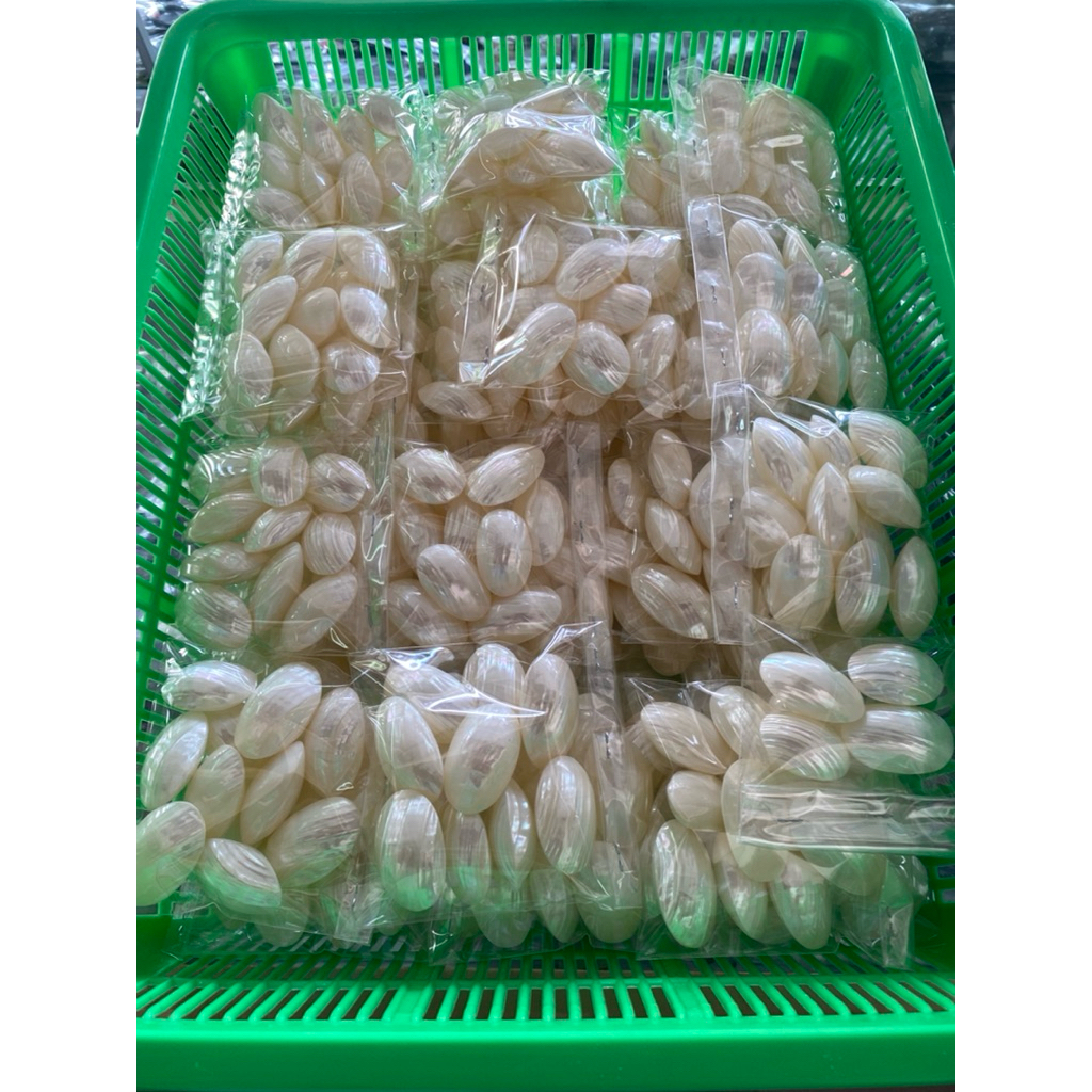 เปลือกหอยโข่งมุกจิ๋ว ขัดขาวจิ๋ว 3-4 cm ฝาประกบติดกาวไว้ (ราคาต่อ1ชิ้น) เปลือกหอยแท้ธรรมชาติ