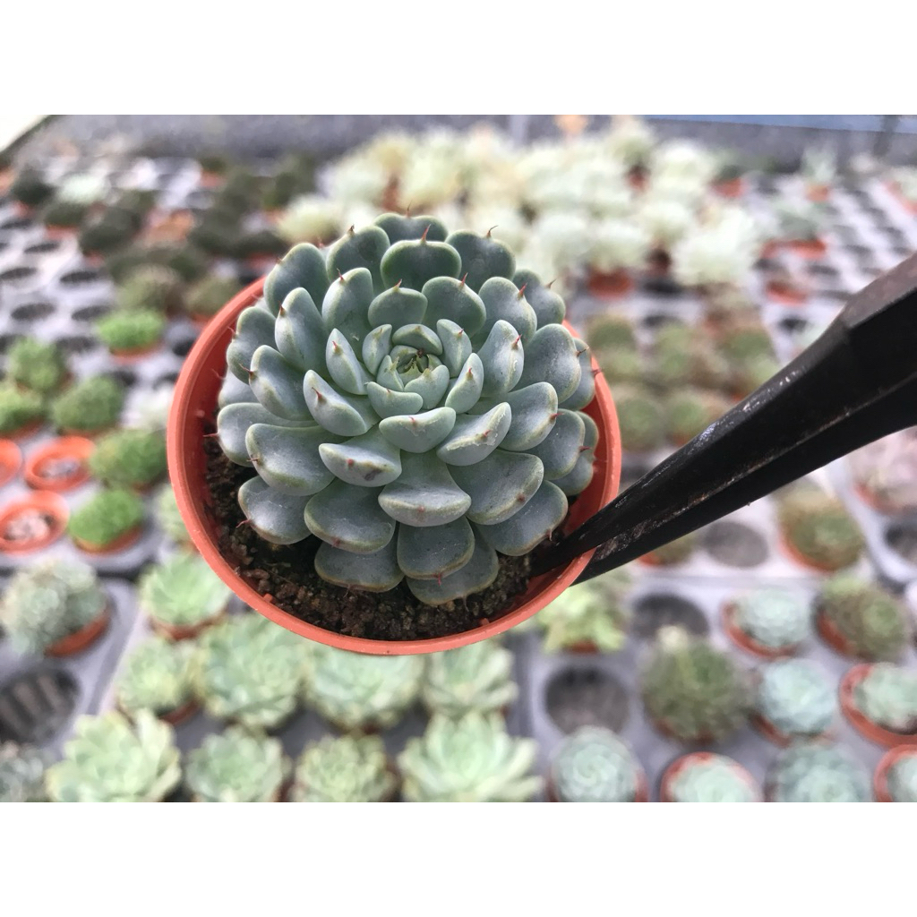 อิชิเวเรีย บลูเบอร์รี่เจลลี่