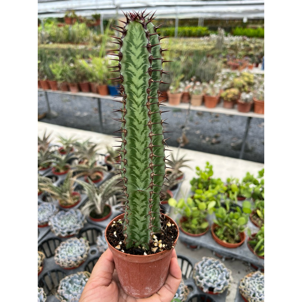Euphorbia Confinalis