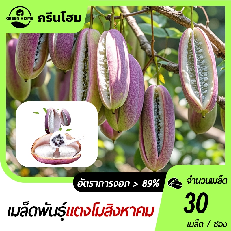 เมล็ดแตงโมสิงหาคมสด 🎯แพ็ค 50 เมล็ด🍀ปลูกง่าย🎈ผลหวาน ฉ่ำ👍ปลูกได้ทั่วไทย