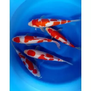 [Set จับคู่] ZenKoi อาหารปลาคาร์ฟ สูตรเร่งสี+สูตรสมดุล เร่งโต เสริมภูมิคุ้มกัน 5 Kg.