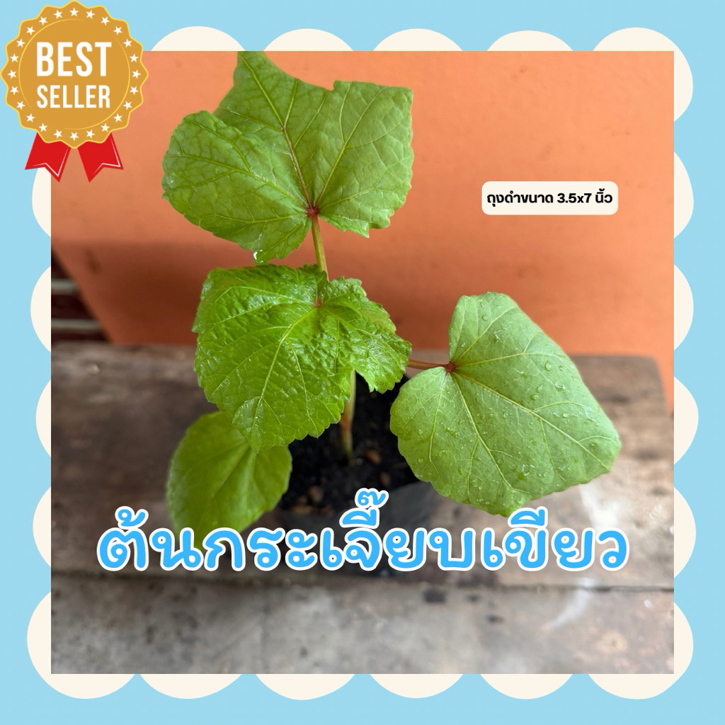 ต้นกระเจี๊ยบเขียว ในถุงดำขนาด 3.5 x 7 นิ้ว