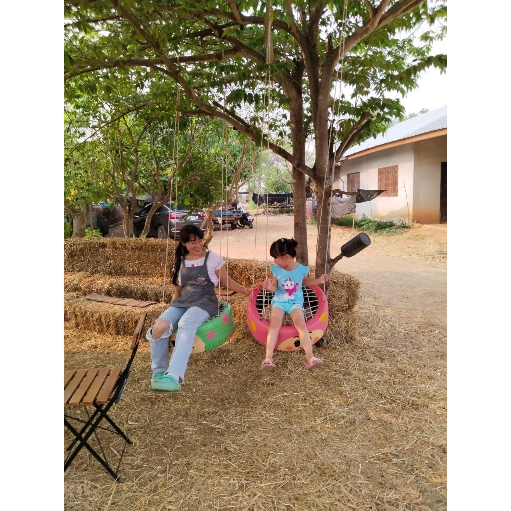กล้า ต้นตะขบ ลูกใหญ่ โตไว ให้ร่มเงา : Muntingia calabura รูปที่ 4