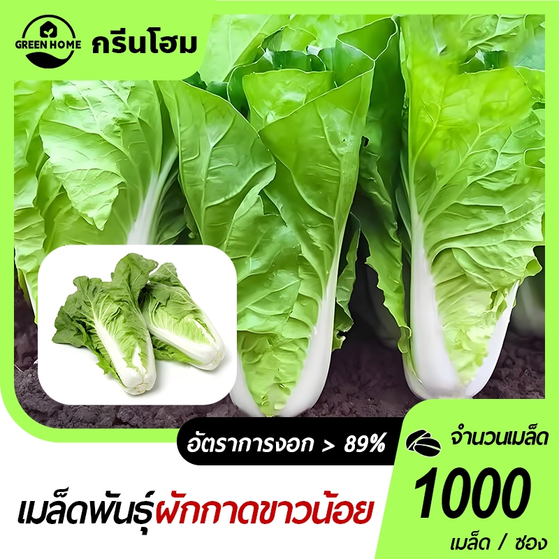 เมล็ดพันธุ์ผักกาดขาวน้อย 1000เมล็ด🎯งอกง่าย👍โตไว📌พุ่มใหญ่👍รสชาติอร่อย