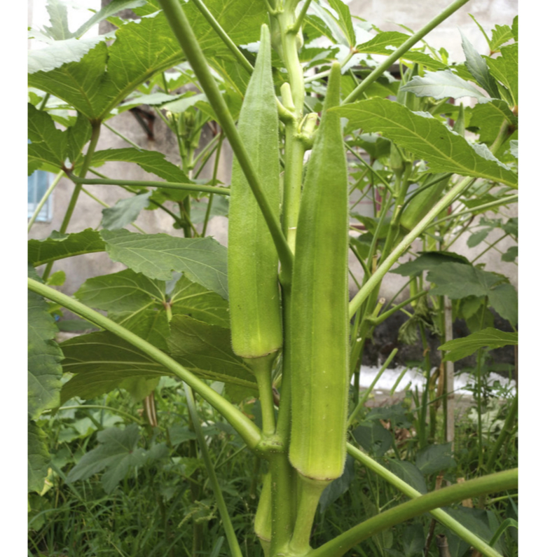 เมล็ดพันธุ์ กระเจี๊ยบเขียวคิมสัน (Clemson Spineless Okra Seed) 20 เมล็ด