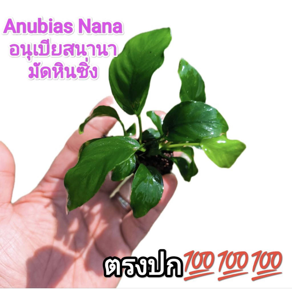 ต้นไม้น้ำอนูเบียสนานา (Anubias Nana)