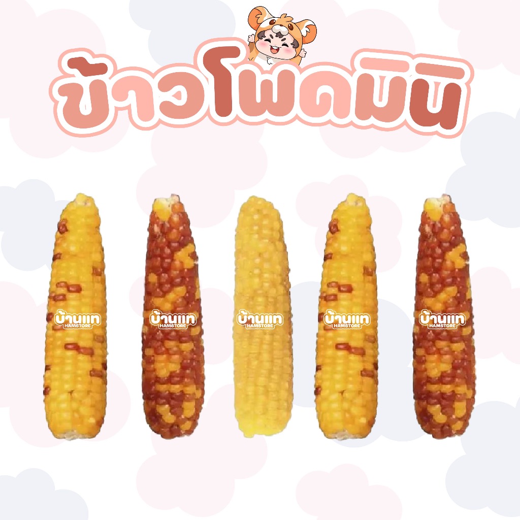 [มาใหม่] ข้าวโพดมินิลับฟันสัตว์เลี้ยง อร่อย ได้ประโยชน์ ช่วยลับฟัน ได้ทั้งหนู แฮมสเตอร์ นกและอื่นๆ