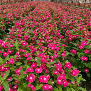 ปลูกง่าย Periwinkle Bonsai Seeds แพงพวยคละสี ดอกแพงพวย บรรจุ 450 เมล็ด