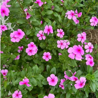 ปลูกง่าย Periwinkle Bonsai Seeds แพงพวยคละสี ดอกแพงพวย บรรจุ 450 เมล็ด