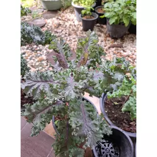 เคล 4 สายพันธุ์ เมล็ดพันธุ์อินทรีย์ออแกนิค Kale เคลใบหยิก โตไว ทนร้อน (ซื้อ 10 แถม 1 คละได้)