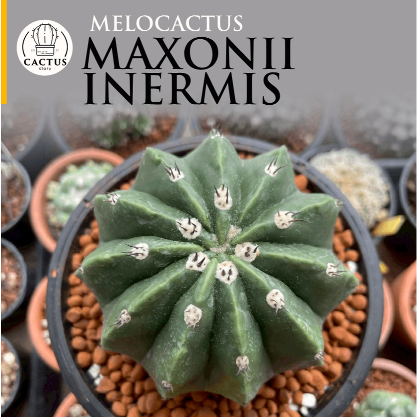 🦫Melocactus maxonii inermis🦫 ไม้เมล็ด เมโลหนามกุด เมโลไร้หนาม กรถาง 3 , 5 นิ้ว