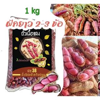 เมล็ดพันธ์ุ ถั่วลิสง เปลือกแดง พันธุ์ สข 38 รุ่น ฝักยาว คัดเมล็ด สำหรับปลูก ขา่ยเป็นกิโลกรัม