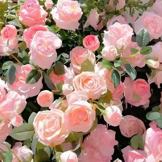 เมล็ดพันธุ์ดอกกุหลาบเลื้อย บอนสี กุหลาบป่า Mix Color Climbing Rose Seeds ปลูกง่าย บรรจุ 100 เมล็ด เมล็ดพันธุ์แท้ ต้นไม้ม