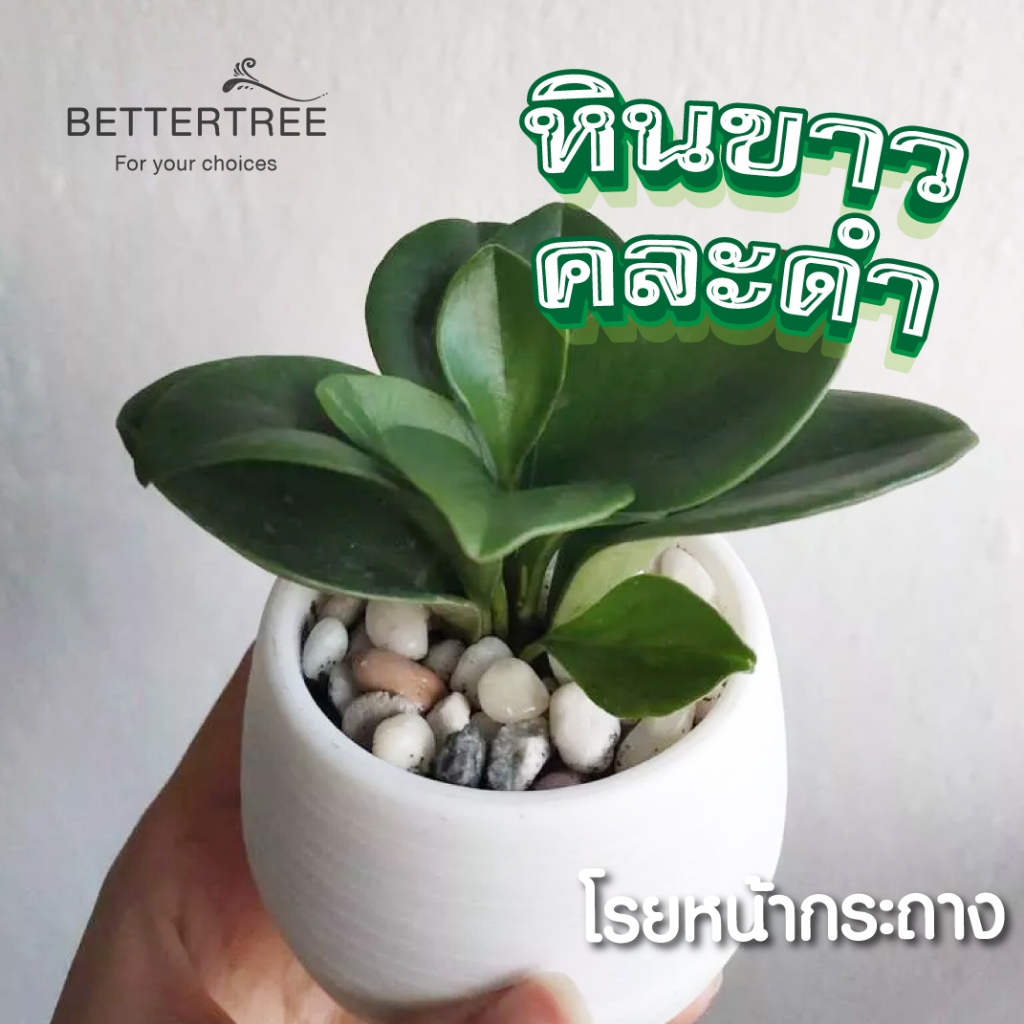 หินขาวคละดำ ปริมาณ 250 กรัม เม็ดเล็ก หินสี รูปที่ 4