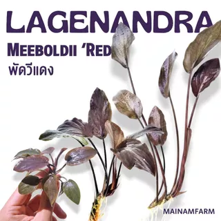 พัดวีแดง (ลาเจนานดร้า) เลือกขนาดได้ - Lagenandra Meeboldii 'Red' ต้นไม้น้ำ