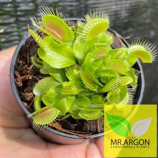 กาบหอยแครงแดง (Dionaea muscipula) กระถาง 2 นิ้ว 3 นิ้ว และ 4 นิ้ว หลากหลายสายพันธุ์ "Venus flytrap"