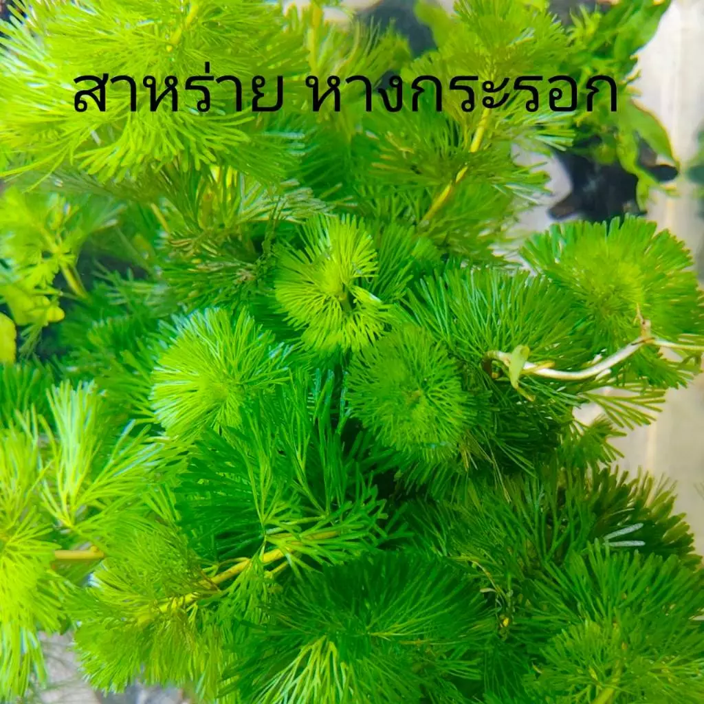 สาหร่ายหางกระรอก ไม้น้ำ แต่งตู้ปลา ปลูกง่าย เขียวสด โตเร็ว thumbnail 3