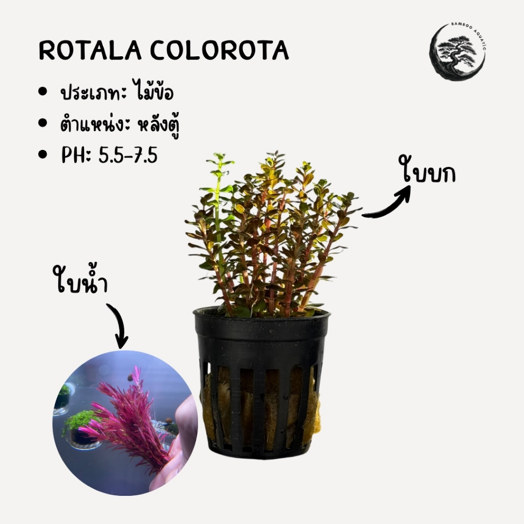 [ ใบบก ] Rotala Colorata โรทาล่า โคโลราต้า